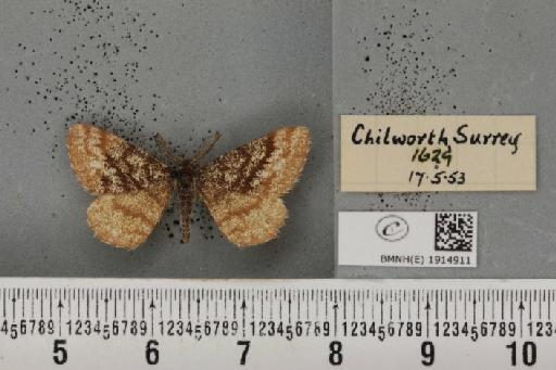 Ematurga atomaria (Linnaeus, 1758) - BMNHE_1914911_487224