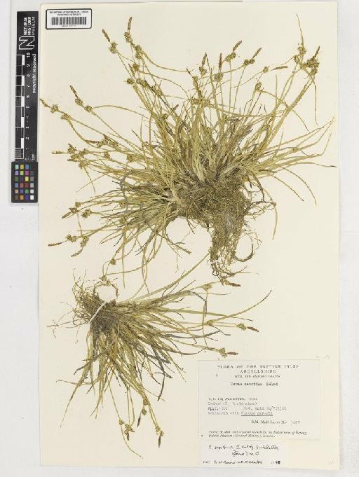 Carex viridula subsp. pulchella (Loennr.) Malyschev - BM001192171C