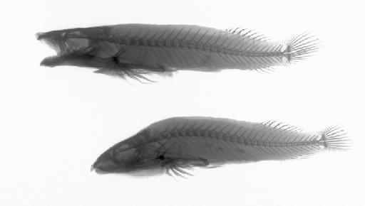 Gobiesox cephalus Lacepède, 1800 - BMNH 1891.5.12.29-32, Gobiesox cephalus, radiograph2