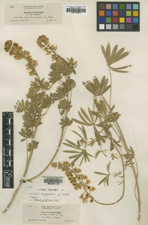 Lupinus bingenensis Suksd - BM000611462