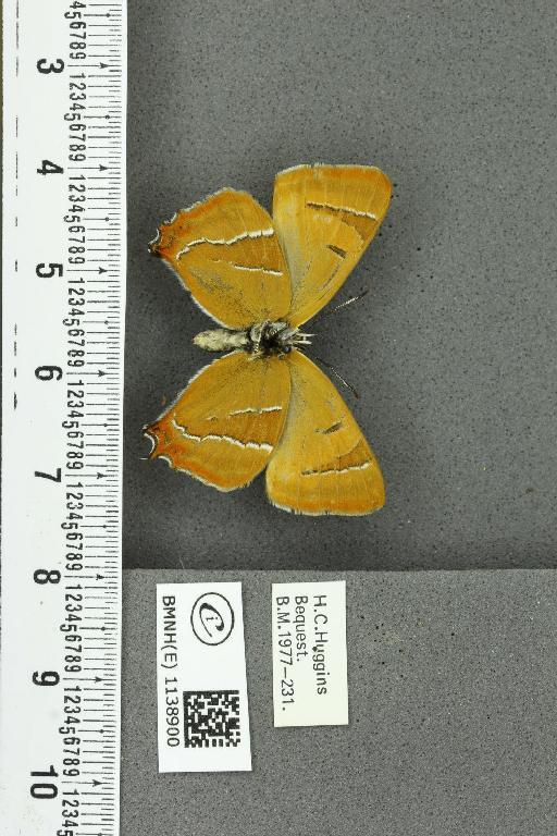 Thecla betulae (Linnaeus, 1758) - BMNHE_1138900_95364