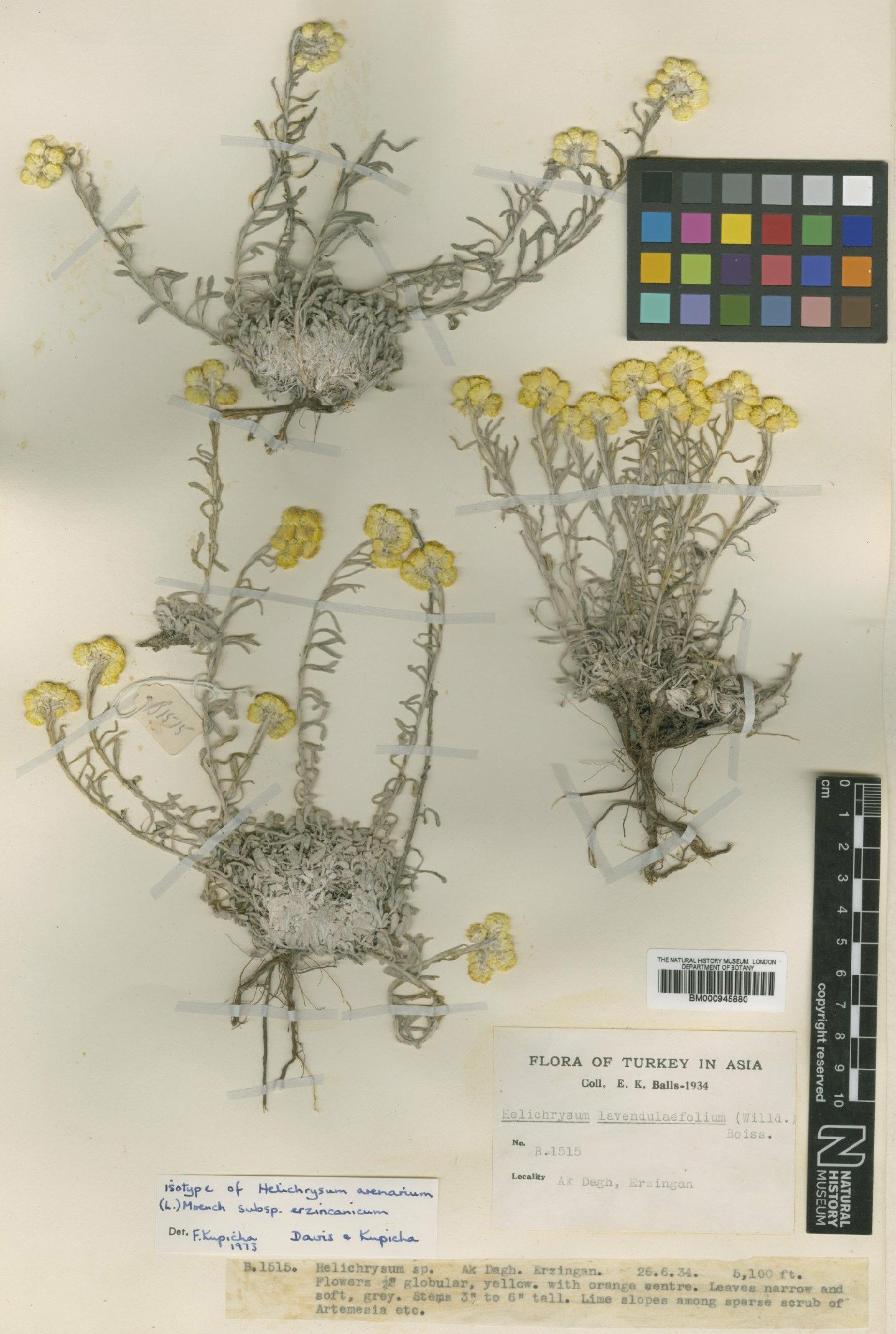 To NHMUK collection (Helichrysum arenarium subsp. erzincanicum P.H.Davis & Kupicha; Isotype; NHMUK:ecatalogue:473242)