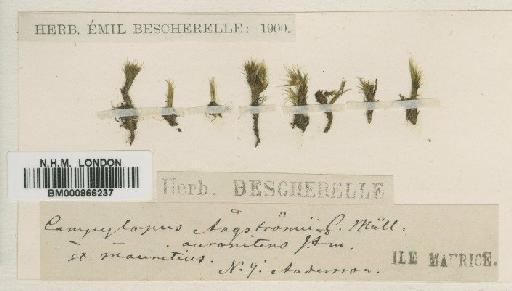 Campylopus aureonitens (Müll.Hal.) A.Jaeger - BM000866237