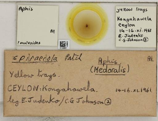 Aphis (Medoralis) spiraecola Patch, 1914 - 014225901_112526_1093088_157852_NoStatus