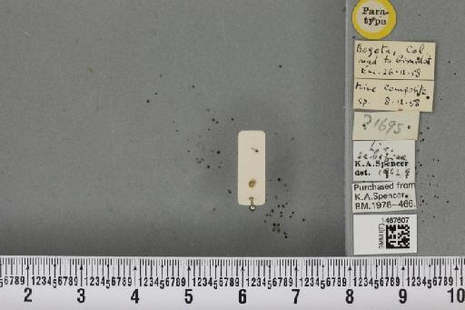 Liriomyza sabaziae Spencer, 1963 - BMNHE_1487607_51148