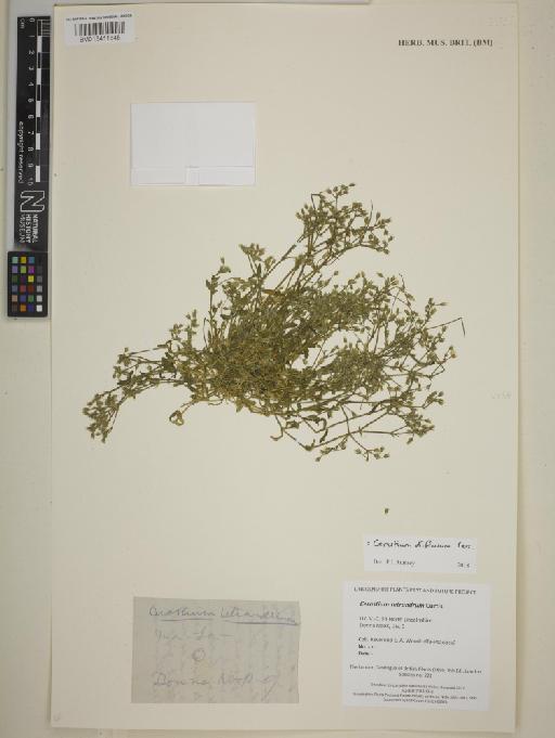 Cerastium diffusum Pers. - BM013411845