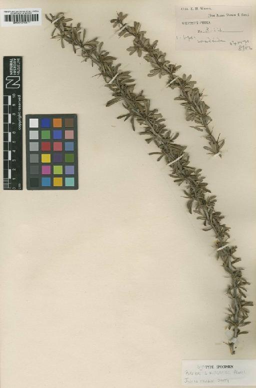 Berberis wilsoniae Hemsl. - BM001015577