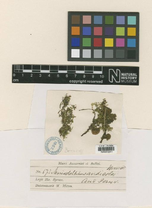 Mniadelphus andicola (Spruce ex Mitt.) A.Jaeger - BM000722441_a