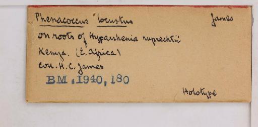 Peliococcus locustus James, 1936 - 010715215_additional