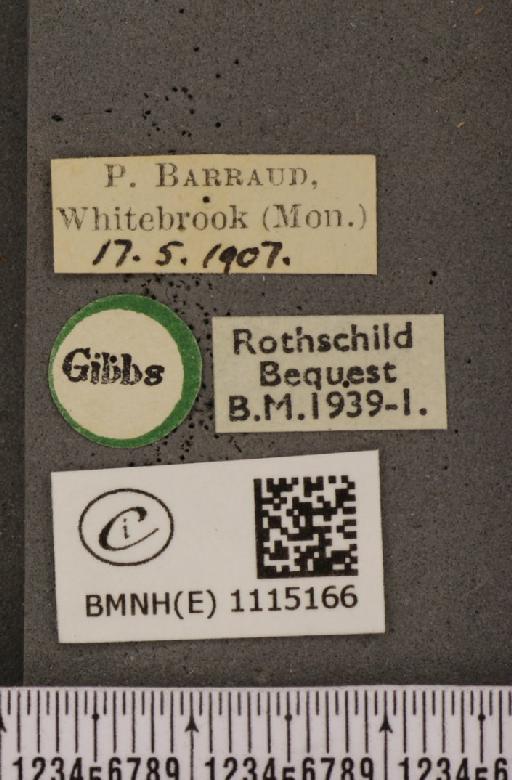 Anthocharis cardamines britannica Verity, 1908 - BMNHE_1115166_label_67982