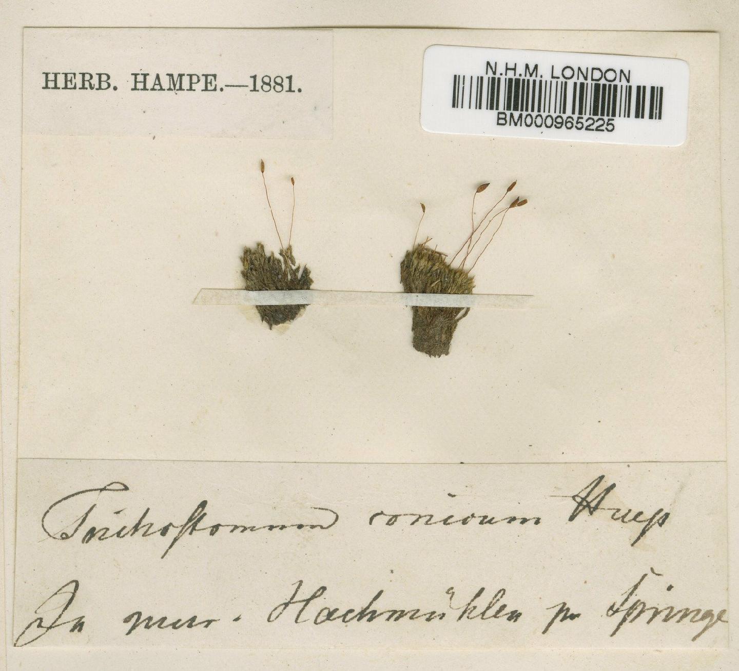 To NHMUK collection (Ceratodon purpureus (Hedw.) Brid.; Type; NHMUK:ecatalogue:8394)