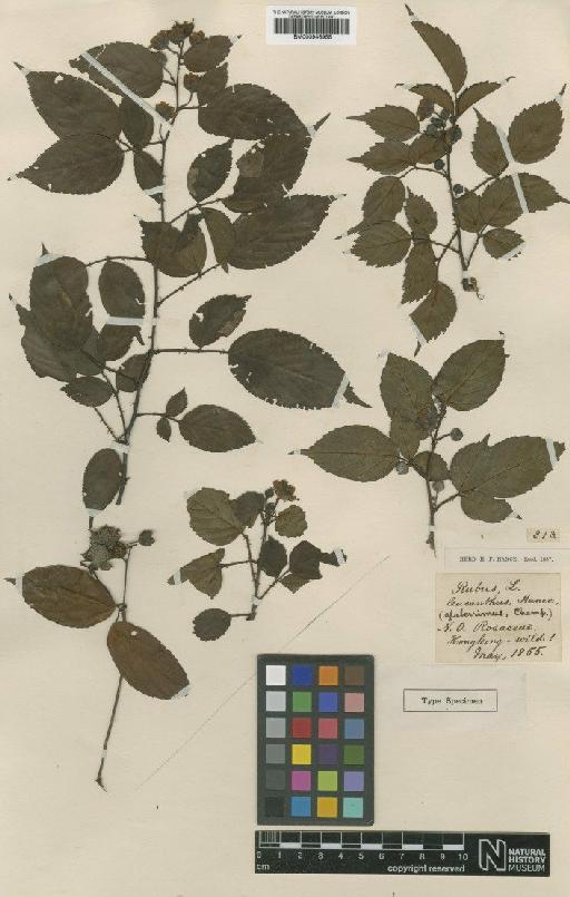 Rubus leucanthus Hance - BM000946955