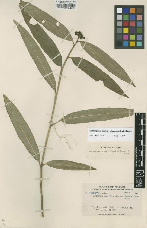 Dendropanax trifidus (Thunb.) Makino ex H.Hara - BM000085265