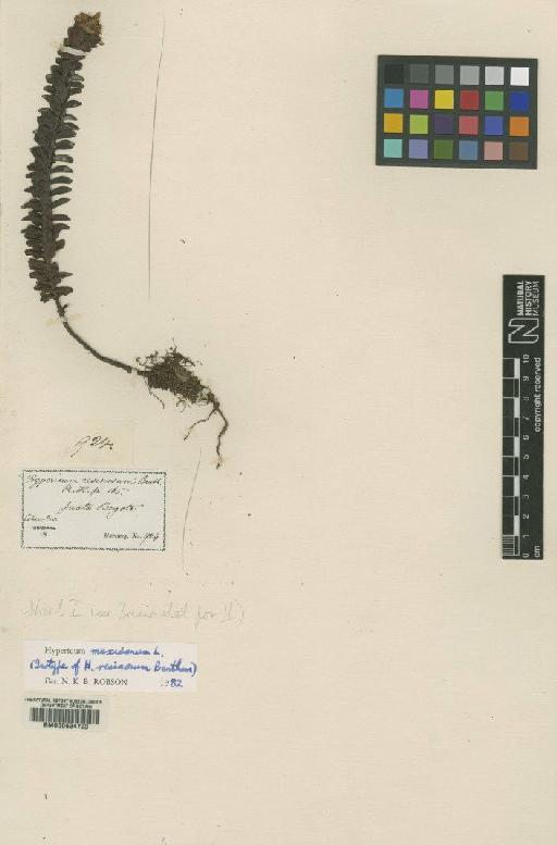 Hypericum mexicanum L. - BM000624723