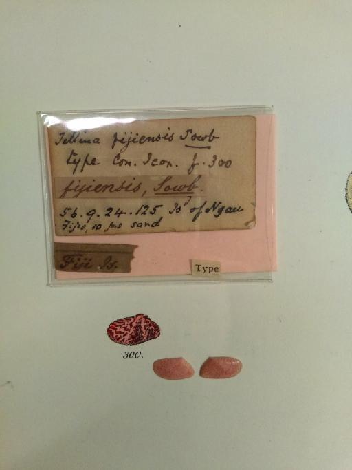 Tellina fijiensis subterclass Euheterodonta G. B. Sowerby II, 1868 - 1856.9.24.125_label