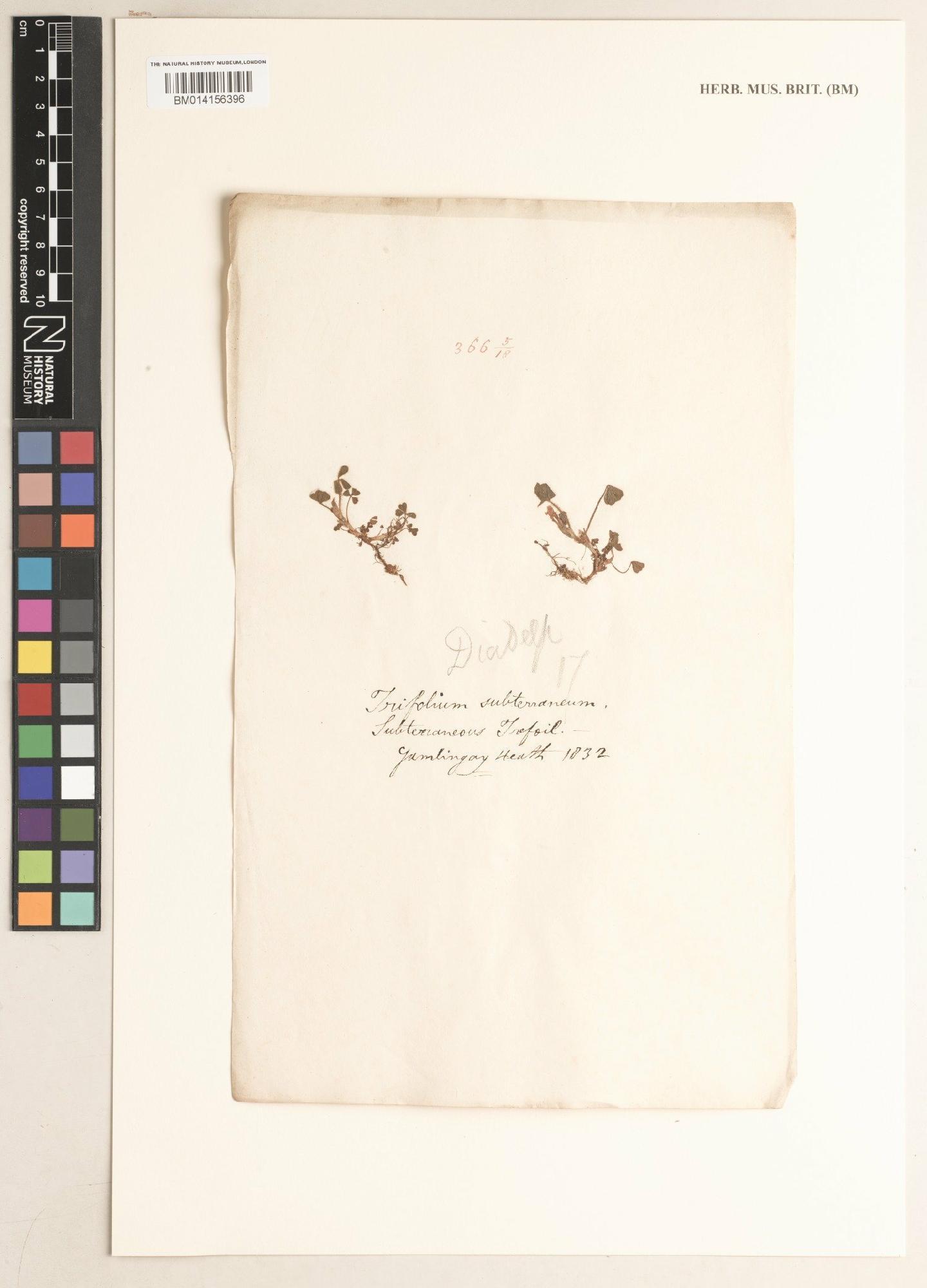 To NHMUK collection (Trifolium subterraneum L.; NHMUK:ecatalogue:9495194)