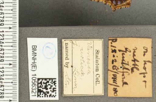 Aglais urticae ab. subtuslactea Raynor, 1909 - BMNHE_1056321_label_45759