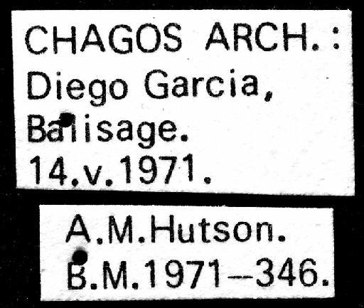 Aedes (Stegomyia) albopictus (Skuse, 1894) - NHMUK010264309 aedes albopictus labels male