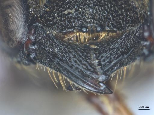 Megachile faceta Bingham, C.T., 1897 - 013379842_ NHMUK-Megachile_ faceta-type-female_3