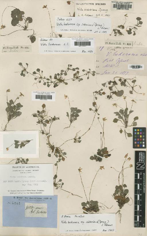 Viola hederacea subsp. sieberiana (Spreng.) L.G.Adams - BM000617508