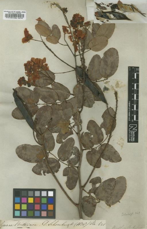 Chamaecrista polystachya (Benth.) H.S.Irwin & Barneby - BM000065083