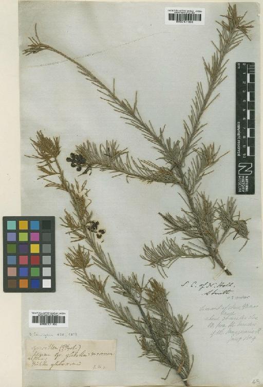 Grevillea rosmarinifolia subsp. glabella (R.Br.) Makinson - BM001011695
