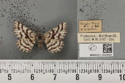 Ematurga atomaria (Linnaeus, 1758) - BMNHE_1920081_485856