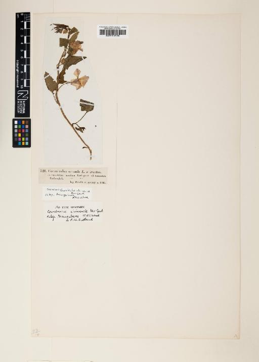 Convolvulus chinensis subsp. triangularis J.R.I.Wood & Scotland - 001035796