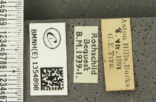 Thymelicus sylvestris (Poda, 1761) - BMNHE_1354898_label_159539