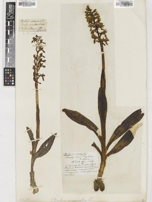 Orchis mascula (L.) L. - BM000954219