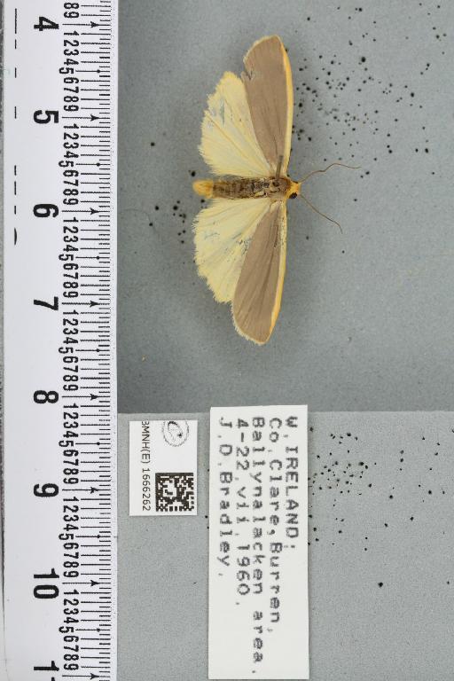 Eilema lurideola (Zincken, 1817) - BMNHE_1666262_288197