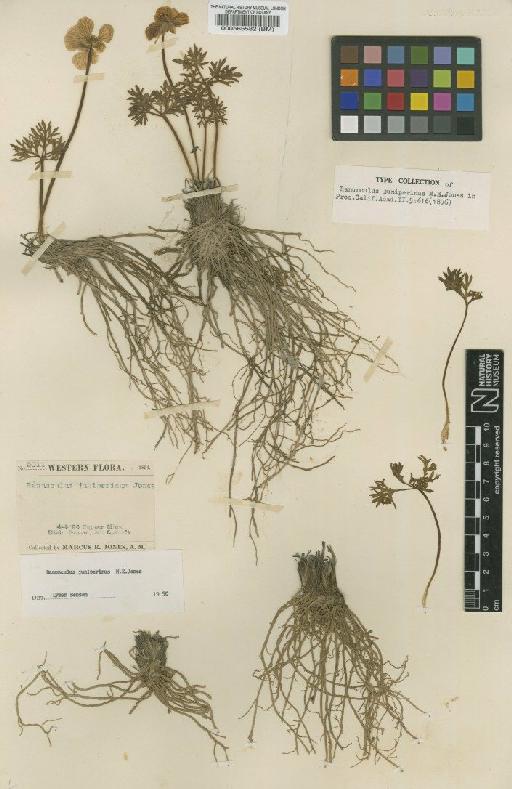 Ranunculus juniperinus Jones - BM000565582