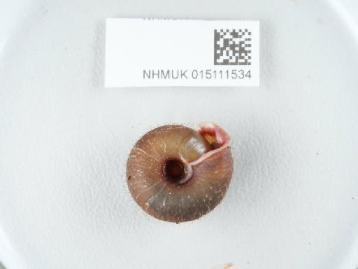Helicodonta obvoluta subterclass Tectipleura (O. F. Müller, 1774) - 015111534_1