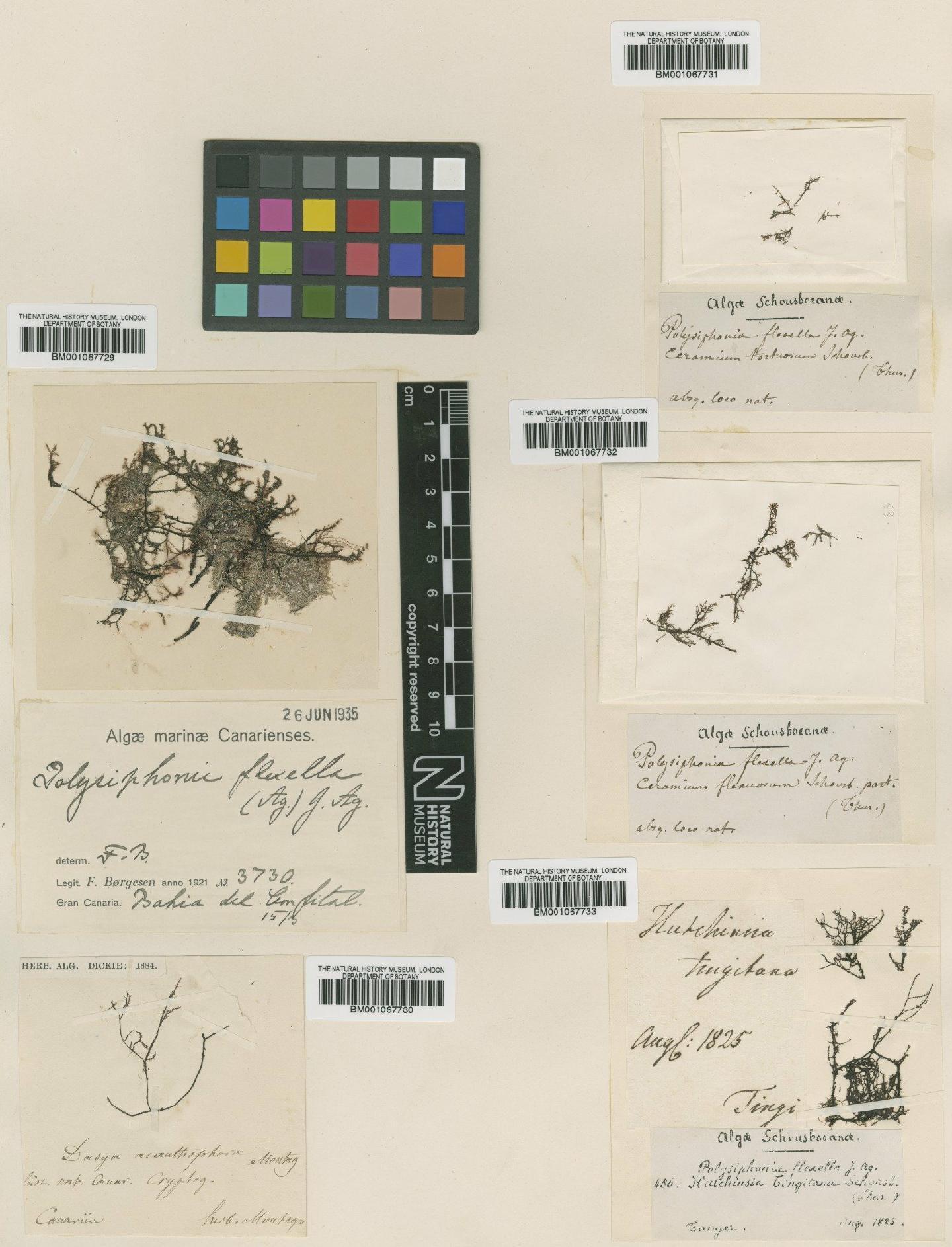 To NHMUK collection (Polysiphonia flexella C.Agardh & J.Agardh; Type; NHMUK:ecatalogue:2394710)