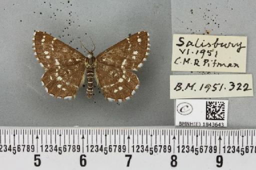 Chiasmia clathrata clathrata ab. alboguttata Fettig, 1889 - BMNHE_1843643_424054