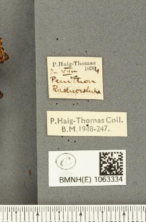 Polygonia c-album (Linnaeus, 1758) - BMNHE_1063334_label_24304