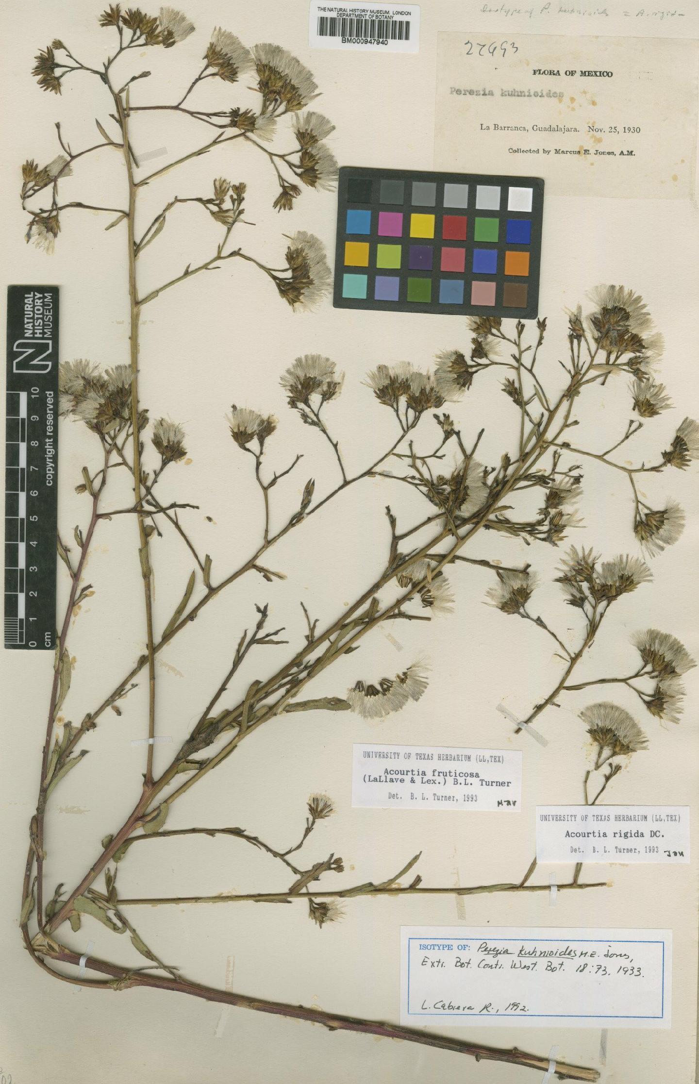 To NHMUK collection (Perezia fruticosa Lex.; Isotype; NHMUK:ecatalogue:620232)