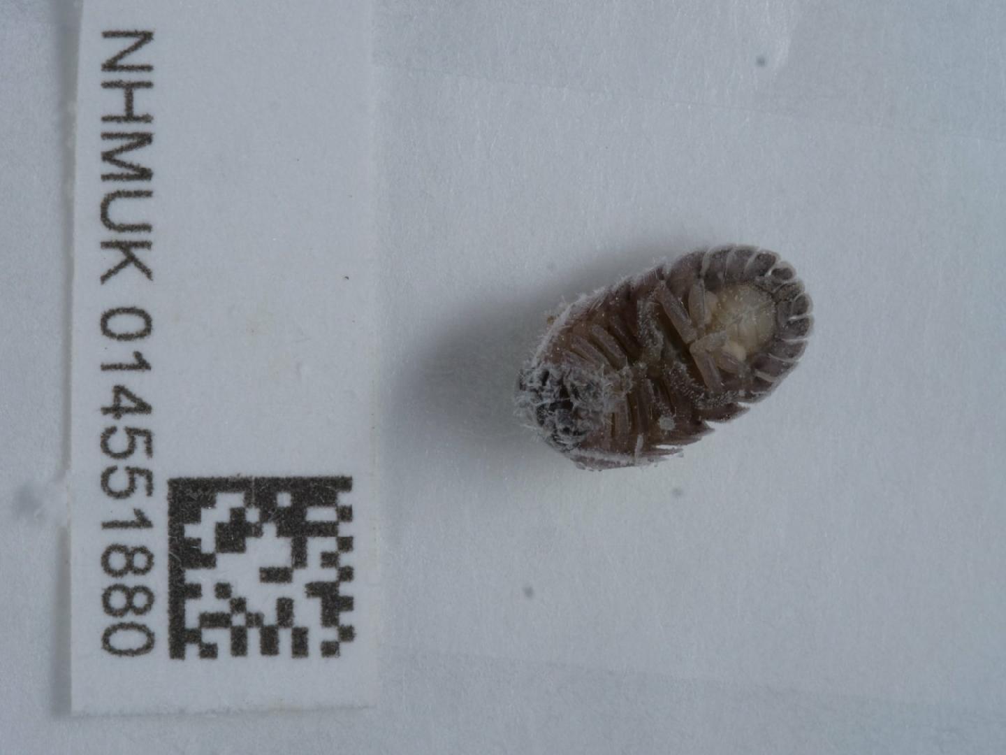 To NHMUK collection (Armadillidium nasatum Budde-Lund, 1885; NON-TYPE; NHMUK:ecatalogue:9528576)