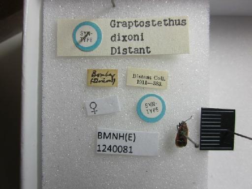 Aspilocoryphus dixoni (Distant, 1903) - Graptostethus dixoni-BMNH(E)1240081-Syntype female dorsal & labels