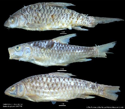 Barbus longispinis Günther, 1868 - BMNH 1858.10.19.70, 85, 94 Barbus longispinis, SYNTYPE