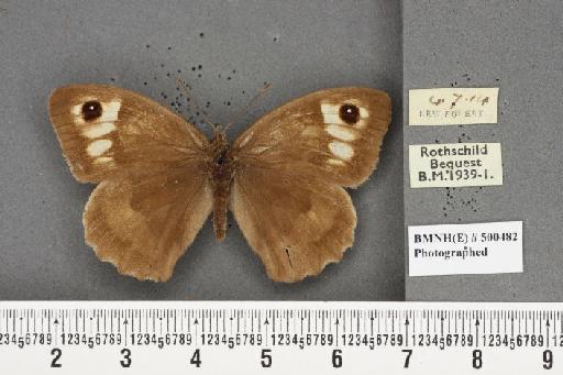 Maniola jurtina insularis ab. alba Blackie, 1920 - BMNHE_500482_39099