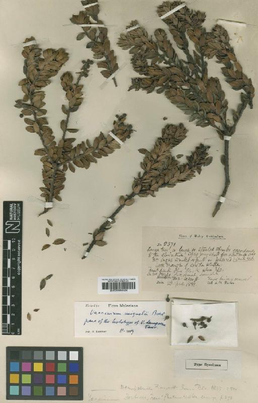 Vaccinium miquelii Boerl. - BM000996528