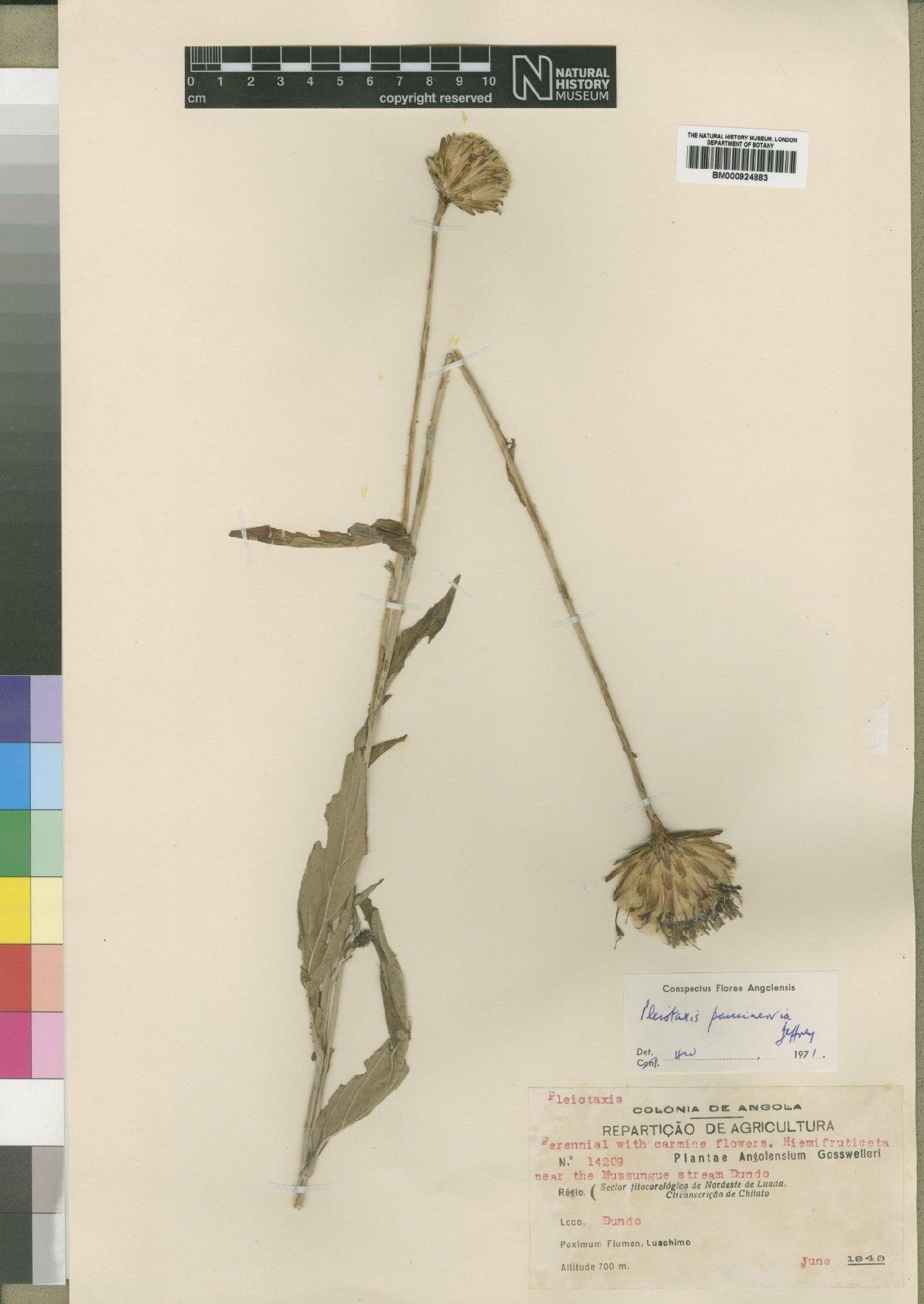 To NHMUK collection (Pleiotaxis paucinervia Jeffrey; Isotype; NHMUK:ecatalogue:4553718)