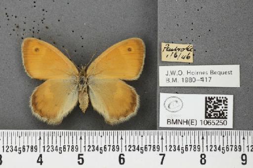 Coenonympha pamphilus (Linnaeus, 1758) - BMNHE_1065250_26527