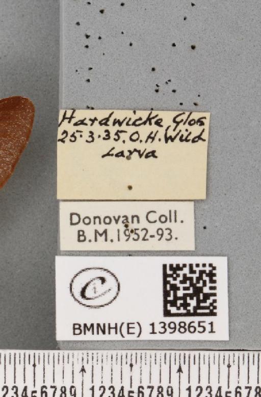 Eriogaster lanestris (Linnaeus, 1758) - BMNHE_1398651_label_191444