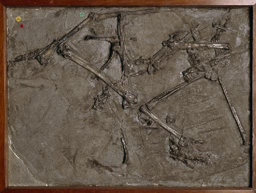 Dimorphodon macronyx (Buckland, 1829) - NHMUK PV R 1034