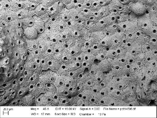 Cellepora informata Lonsdale, 1845 - PI D 53197 - Cellepora informata