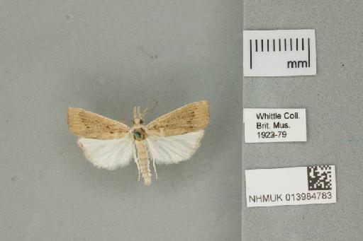 Calamotropha paludella (Hübner, 1824) - 013984783_151450_1082839