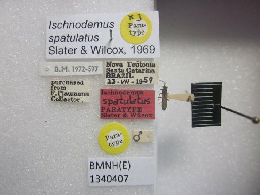 Ischnodemus spatulatus Slater & Wilcox, 1969 - Ischnodemus spatulatus-BMNH(E)1340407-Paratype male dorsal & labels