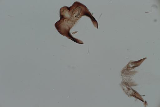 Simulium (Trichodagmia) scutistriatum species group Orbitale Lutz, 1909 - 010195919_Simulium_Trichodagmia_scutristriatum_ventral plate